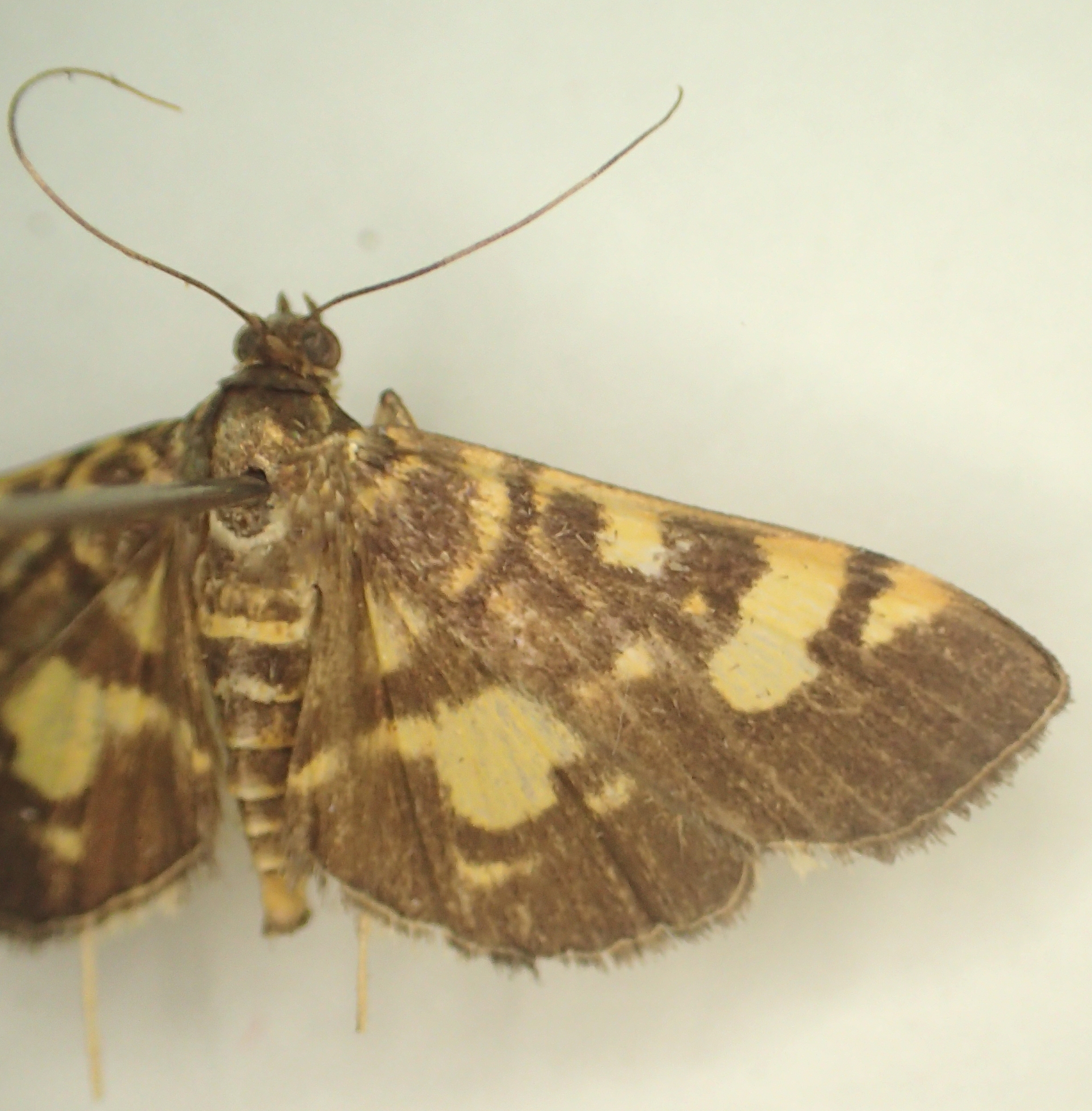 Hemopsis sp. 2